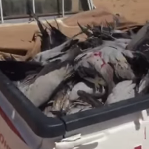 مشاهد مُفزعة لصيد أعداد هائلة من طائر "الكرك" النادر