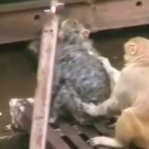 فيديو مؤثر: قرد ينجح بإنقاذ رفيقه بعد أن تعرض لصدمة كهربائية شديدة