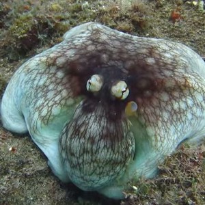 مشهد يُظهر قدرة الأخطبوط غير المعقولة على التخفي