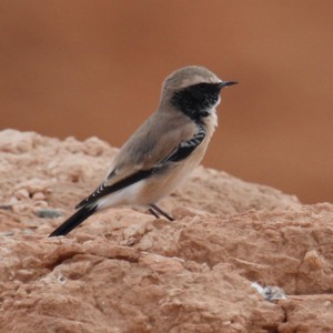 شاب يسقي طائراً بفمه بعد أن أنهكه العطش وسط الصحراء 