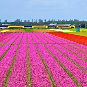 أزهار التوليب في هولندا.. لوحات فنية على الأرض