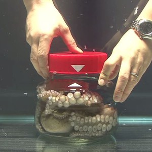 شاهد ماذا يحدث عند حبس الأخطبوط داخل علبة محكمة الإغلاق!