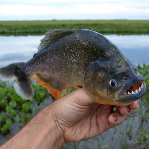 بالفيديو: أسماك البيرانا .. صغيرة الحجم لكنها لا ترحم 