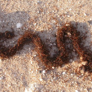 شاهد بالفيديو : هجوم فتّاك لآلاف النملات دفعة واحدة على أفعى عملاقة و قتلها