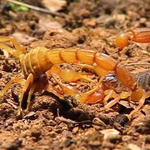 شاهد ماذا يحدث عندما يتصارع عقرب ضد عقرب