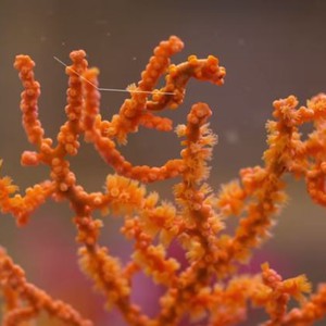 فرس البحر القزم: كائن بحري بقدرات هائلة على التنكر