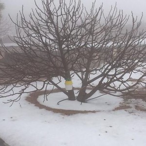 بالصور: مشاهد نادرة لتراكُم الثلوج على جبل جيس في الإمارات صباح الثلاثاء