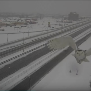 شاهد.. البومة الثلجية تظهر بشكل نادر في كندا 