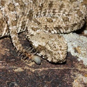 ثعبان مرعب يمتلك ذيلاً على شكل عنكبوت  