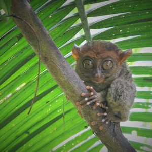 هذا هو قرد التارسير المميز بشكله