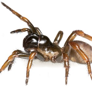 عنكبوت أم تنقسم إلى عشرات العناكب الصغيرة