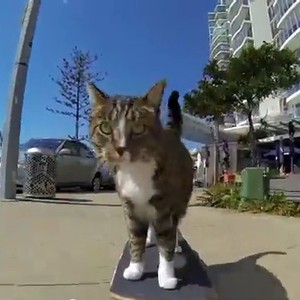 بالفيديو: قط يقوم بحركات رياضية مبهرة !