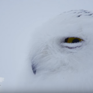 البومة الثلجية .. سلاحها في لونها 
