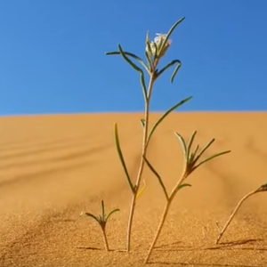 تعرف على "موسم العقارب" في السعودية ودول الخليج