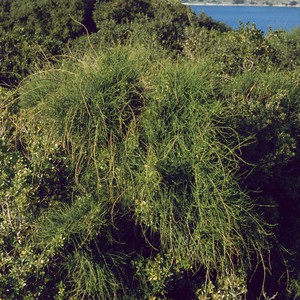 بالفيديو: اكتشاف نبتة تعالج السرطان 