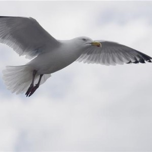 طائر نورس يتسبب بحادث مروع بين 10 سيارات في تركيا 