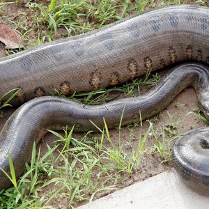 "روسولي" ينجو من ابتلاعه حيا من أفعى أناكوندا ضخمة