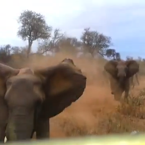 شاهد بالفيديو : فيل يصاب بالغضب الشديد و يهاجم رحلة سفاري في أفريقيا