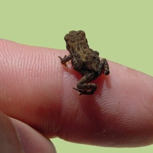 بالصور: حيوانات لا يتعدى حجمها أصابع اليد "سبحان الله" 