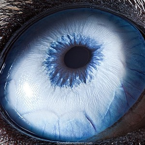 بالصور : عيون الحيوانات كما لم تشاهدها من قبل 