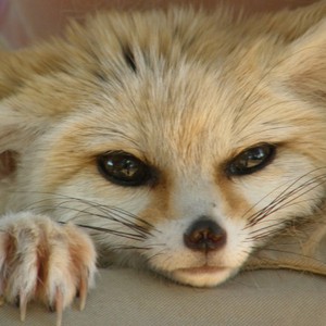 سعودي يُطعم ثعلباً جائعاً وسط الصحراء 