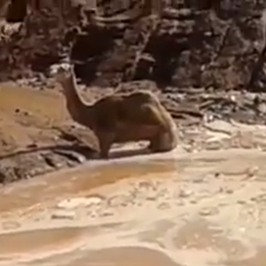 بالفيديو : جمل تحاصره السيول في العقبة