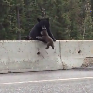 بالفيديو: دبة تنقذ صغيرها في شارع مزدحم بالسيارات