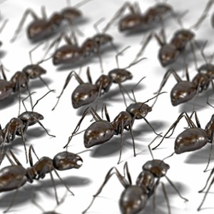 جيش من النمل سيصيبك بالذهول من شدّة تنظيمه 