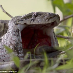 جنود سعوديون يصطادون ثُعباناً ضخماً اقتحم قاعدتهم العسكرية 