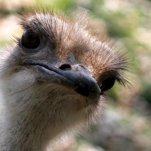 صراع طريف بين نعامة وشاب سعودي حاول امتطاءها 