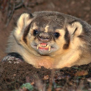 غرير العسل .. حيوان يهدد مرتادي البر 