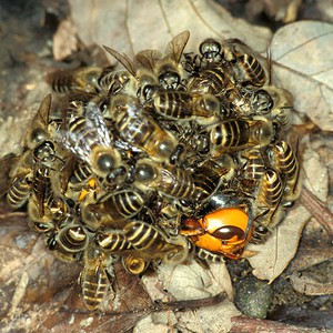 بالفيديو : شاهد كيف يهجم النحل على دبور يهدد مملكتهم.. يقومون حرفياً بحرقه 