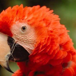 ببغاوان "يتشاجران" على طريقة البشر