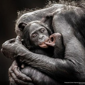 Les 35 plus belles photos prises au coeur de la nature, avec la touche des photographes du National Geographic