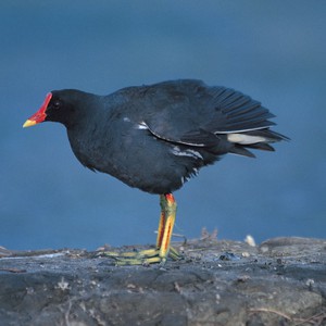 محاولة إنقاذ جنونية لطائر علق على سلك كهربائي