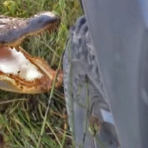 أمريكي يفقد جزءاً من سيارته بعدما استهان بقوّة التمساح