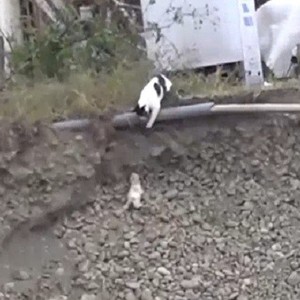 قطة تنقذ طفلها من منحدر فتثير الإعجاب والاستنكار في نفس الوقت !