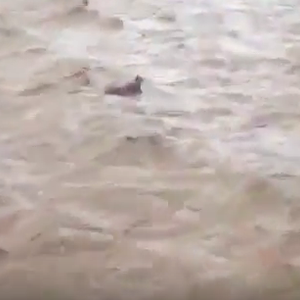 شـاهد.. السيول تجرف مجموعة من الإبل في أحد الأودية بتبوك