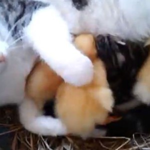 قطة تقوم بتبني و رعاية فراخ البط بعد أن تركتهم أمهم