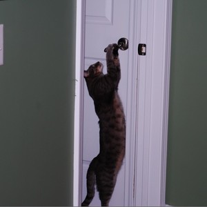  قط شديد الذكاء يمتلك مهارة خارقة بفتح الأبواب