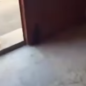 قطة تحمل صغارها لتدخلهم إلى منبر مسجد