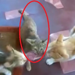 قطان يتشاجران على قطعة لحم وآخر يستغل المشاجرة لصالحه 