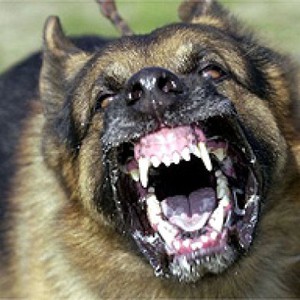 شاهد كيف يدافع كلب شيبرد الألماني عن طفلة عمرها خمس سنوات 