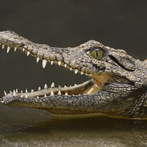 تمساح يرتكب غلطة العمر حينما هاجم حيواناً يحمي نفسه بالكهرباء 