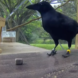 لن تُصدق مدى تعقيد اللغز الذي حلّه هذا الغُراب لكي يحصل على طعامه