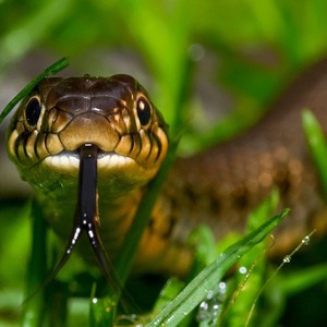 صراع مرير بين ثعبانين على فأر ينتهي بابتلاع أحدهما للآخر