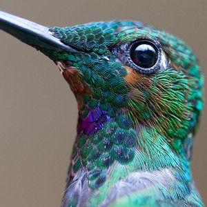 سجل حضورك بصورة طائر - صفحة 41 Cute-beautiful-hummingbird-photography-1