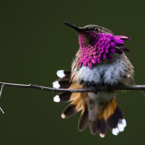 سجل حضورك بصورة طائر - صفحة 43 Cute-beautiful-hummingbird-photography-16