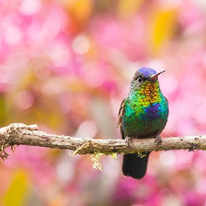 سجل حضورك بصورة طائر - صفحة 43 Cute-beautiful-hummingbird-photography-17