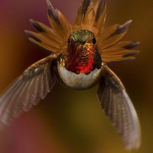 سجل حضورك بصورة طائر - صفحة 43 Cute-beautiful-hummingbird-photography-19